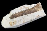 Fossil Mosasaur (Tethysaurus) Jaw Section - Goulmima, Morocco #107085-3